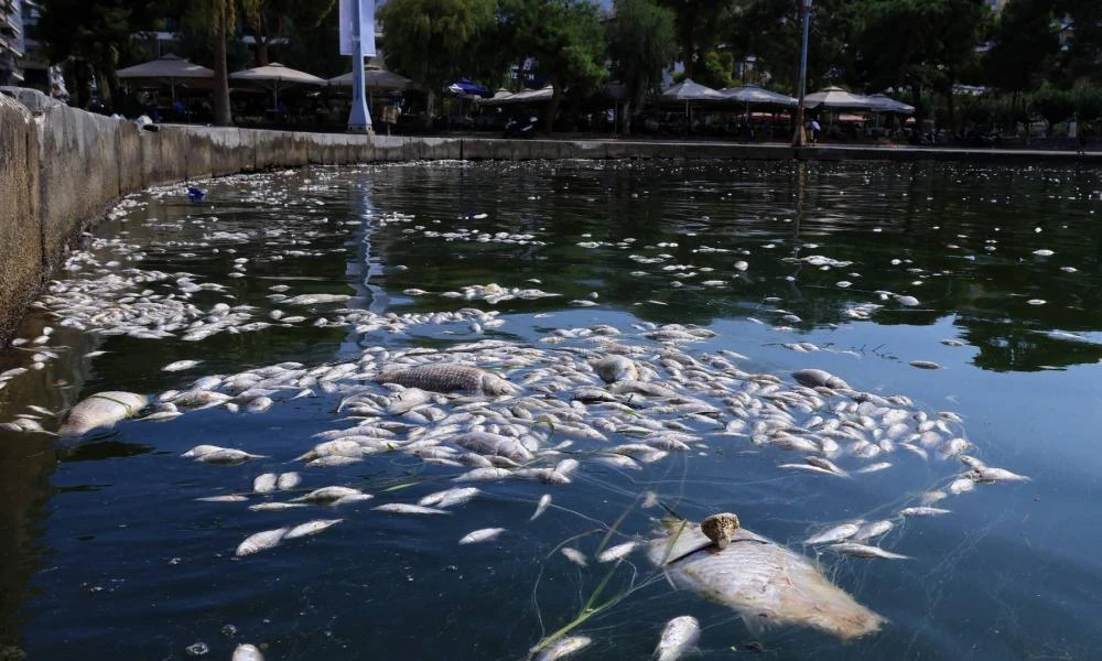 Σάλος στα διεθνή ΜΜΕ με τα νεκρά ψάρια του Βόλου- Στη δικαιοσύνη προσφεύγει η Ένωση Ξενοδόχων (Βίντεο)